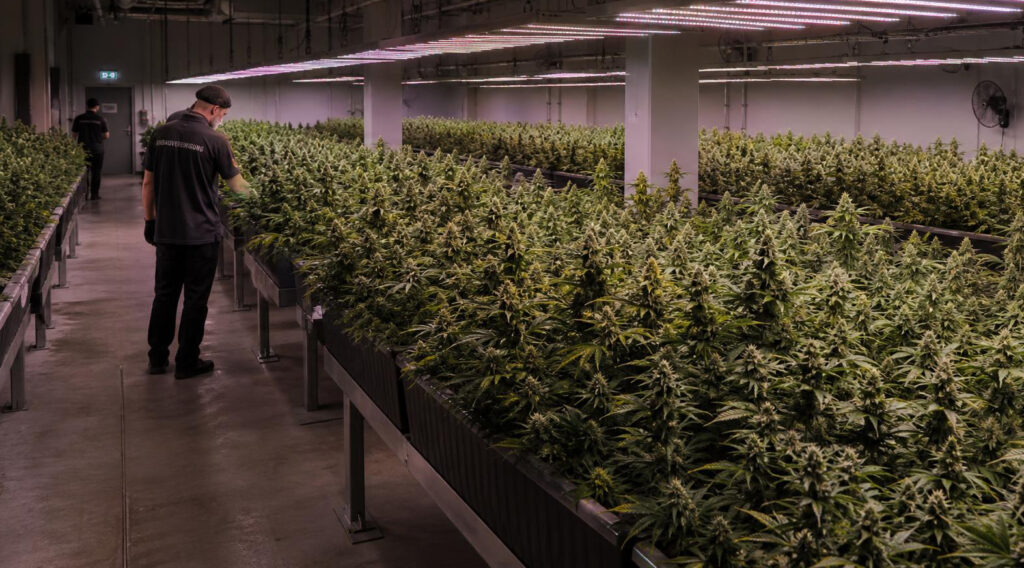 Anbaufläche einer Cannabis Anbauvereinigung mit Pflanzenlampen